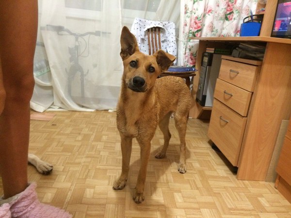 Found a dog in Tolyatti - Dog, Tolyatti, Lost, In good hands