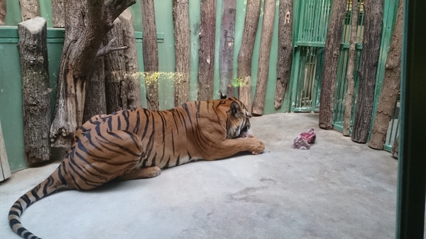 Prague zoo and its inhabitants. - My, Longpost, Photo, Wild animals, Animals, Zoo