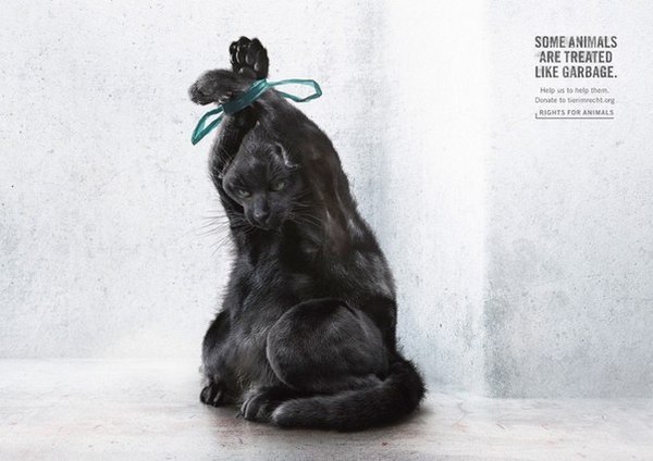 PSA: Some animals are thrown away like garbage - Animals, Advertising, Animal protection, cat, Dog, Rabbit, Indifference