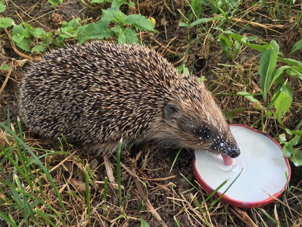 Om-Nom-nom - Milk, Photo, Hedgehog