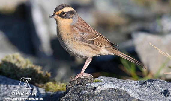 British environmentalists report the invasion of the country of Siberian Accentor - news, Great Britain, Animals, Birds, Invasion, Siberia