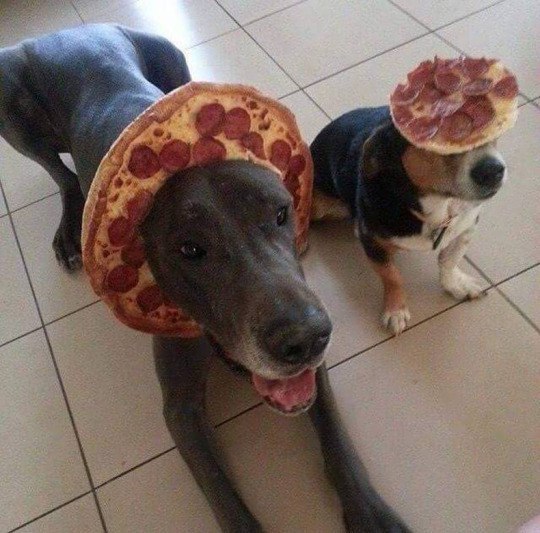 Our host is an idiot - Dog, Pizza