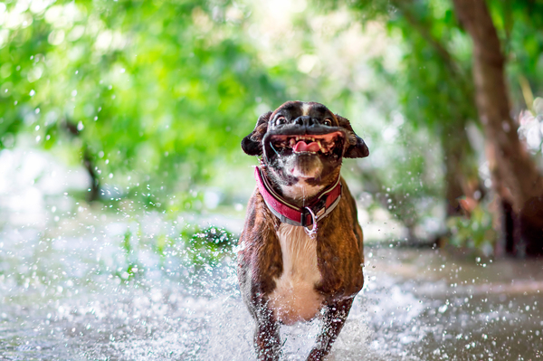 [Fotozhaba] Happy dog ??running through a puddle - Psbattles, Fotozhaba, Photoshop, Dog, Happiness, A selection, Longpost