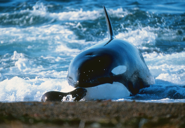 Granny. Older than the Titanic: a 105-year-old killer whale reappeared to people. - Killer whale, Grandmother, Marine life, Longpost, Long-liver