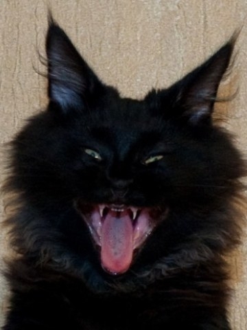 Fear and Blackness - Yawn, cat, Fear, Smile, Language, Milota