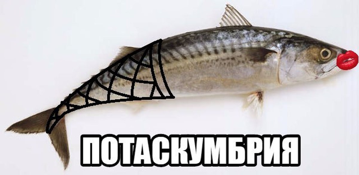 Рыба друг человека. Рыба Мем. Мемы с рыбами. Рыбыvtvs.
