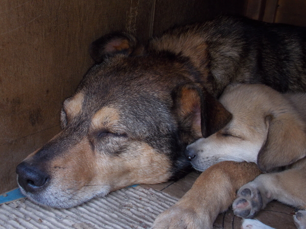 The cutest photo of my dogs :) - My, Dog, Dream, Calmness