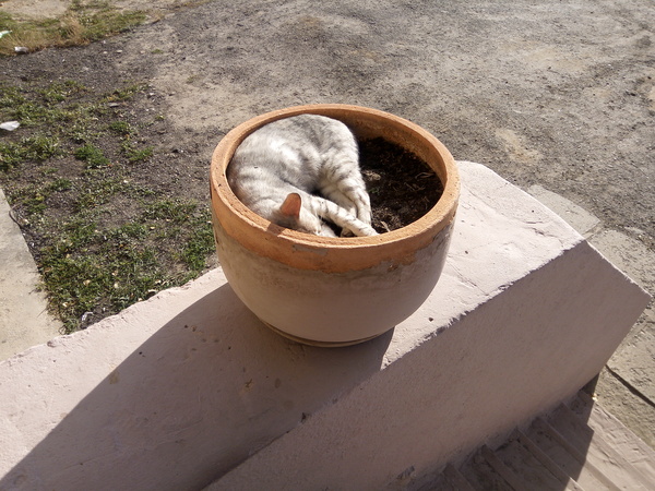 The best place - My, cat, Flower pot, Work