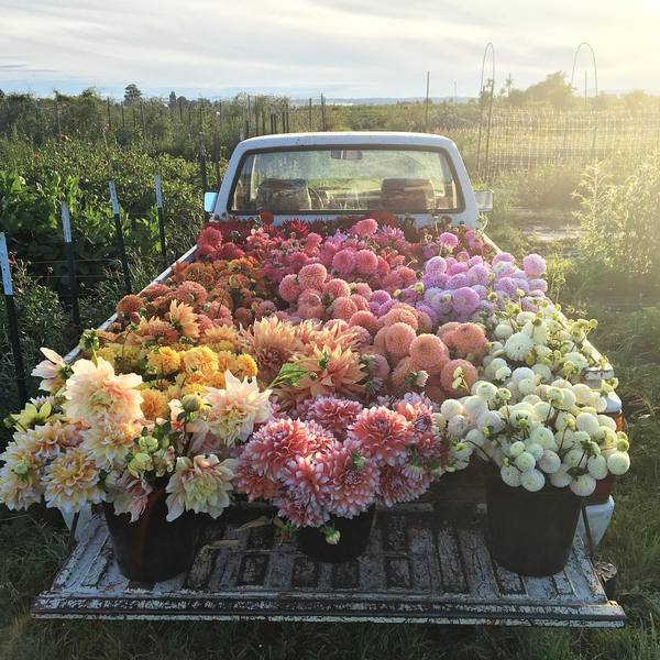 I will drive the bike for a long time...stop, wait a minute! - Flowers, Pickup, Summer, beauty