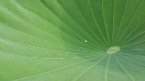 A drop in a lotus leaf - My, My, The photo, Nature, Lotus, Volga, , Minimalism, Summer, Volga river