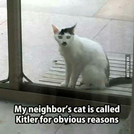 The neighbor's cat is named Kitler. - 9GAG, cat, Kitler, Zhzdryts