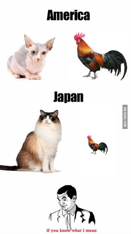 If you know what I mean... - cat, Rooster, Intimacy, 9GAG, Zhzdryts