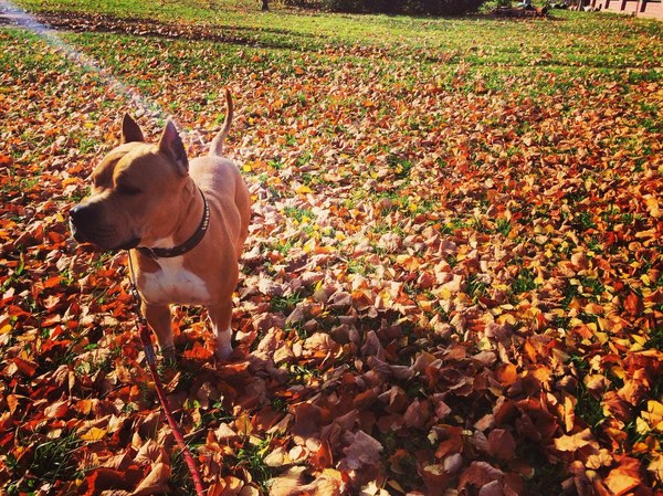 My autumn Dog. - Dog, Dog, Leaves, Autumn, Amstaff, My
