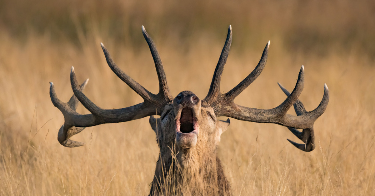 Олень замшевый слушать. Зубы благородного оленя. Благородный олень. Олень National Geographic.