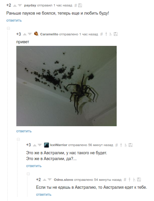 AAAAAAAAAustralia - Spider, My, Comments on Peekaboo, Australia