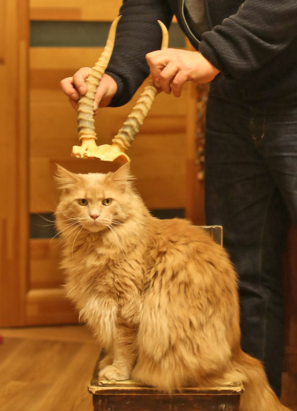 Demonic and charismatic - Maine Coon, Horns, Image, Photo, cat