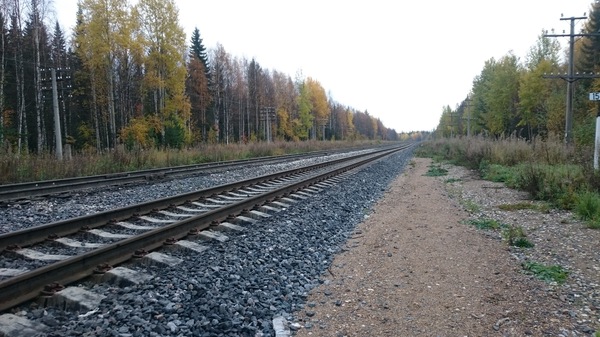 Северный лес или красоты за пределами городов - Моё, Лес, Природа, Север, Болото, Длиннопост