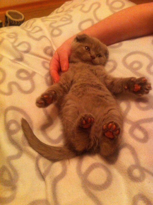 Вооот такого леща поймал