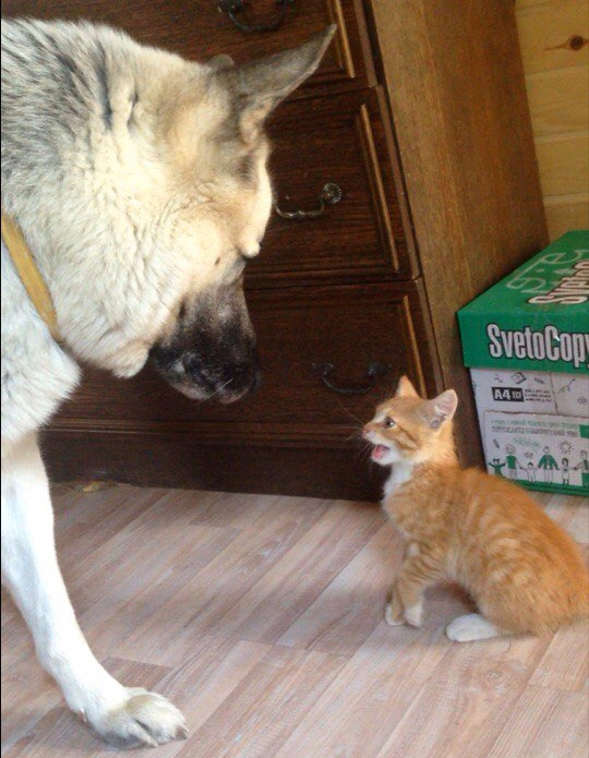 Believe it or not... - cat, Dog, Longpost