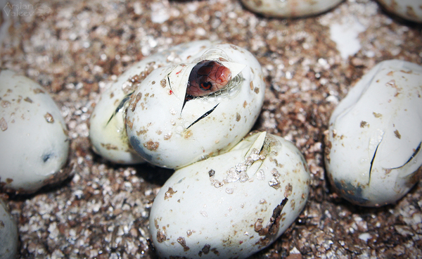 Hatching the most dangerous snake - My, Snake, Taipan, Poisonous animals, Terrariumistics, Animals, Hatching, Evil, Sight