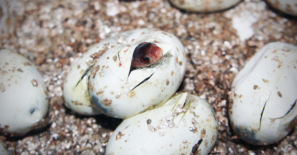 Видео яйца змеи. Змеиные яйца ужа. Змееныш гадюка вылупляется из яйца. Маленькие змеиные яйца.