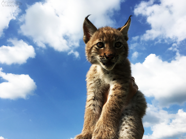 "Everything the light touches is our Kingdom Simba" Рысь, Ханна, Прогулка, Длиннопост