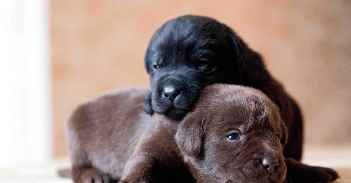 Пиренейская горная собака серая. Между двумя щенками 12 м. Забрать французского бульдога из приюта. Лабрадор ретривер белый. Собака родила 12 щенков она не раздавит их.