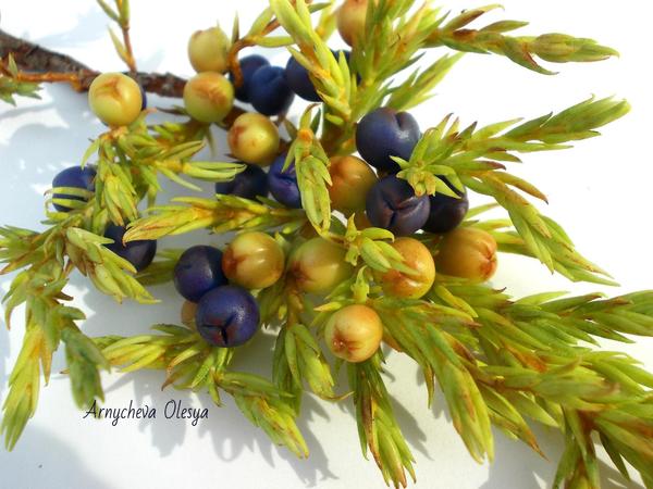 A sprig of Siberian juniper from polymer clay - Juniper, Polymer clay, Polymer floristry, Berries, Branch, Cold porcelain, Лепка, Dummy, Longpost