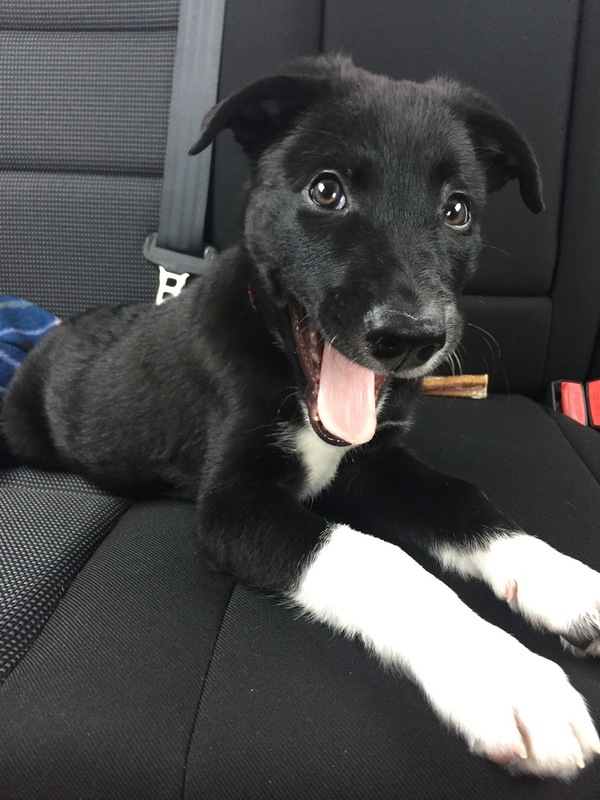 Little Archer has his first car ride today :) - Dog, Drive, Car