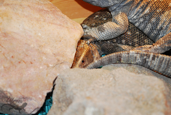 Одна грустная история из жизни капских варанов. Ящерица, Варан, Животные, Террариум, Экзотариум, Длиннопост