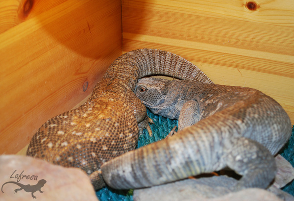 Одна грустная история из жизни капских варанов. Ящерица, Варан, Животные, Террариум, Экзотариум, Длиннопост