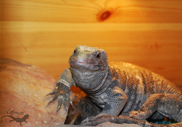 Одна грустная история из жизни капских варанов. Ящерица, Варан, Животные, Террариум, Экзотариум, Длиннопост