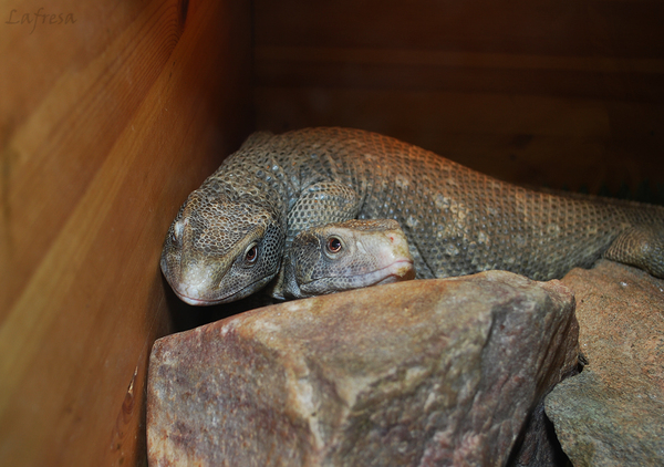 Одна грустная история из жизни капских варанов. Ящерица, Варан, Животные, Террариум, Экзотариум, Длиннопост