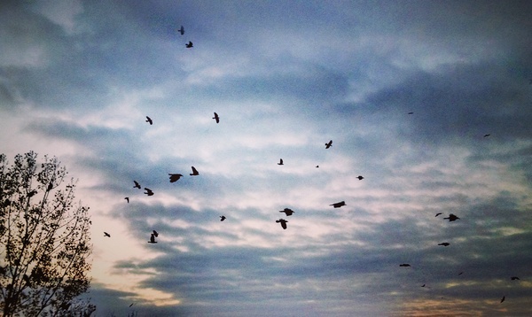 Birds. Spectacular and a little scary. - My, Birds, , Liberty, Apparently, Nature, Sunset, Video, Photo