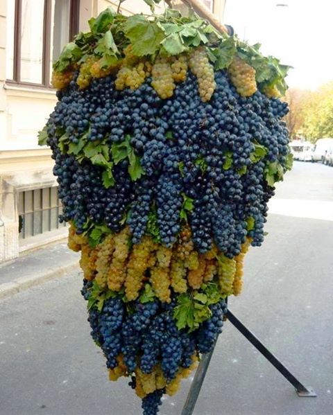 Hello from Armenia :D - Photo, The photo, Фрукты, Grape