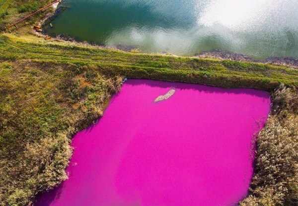 pink pond - Not photoshop, Sump, Stavropol Territory