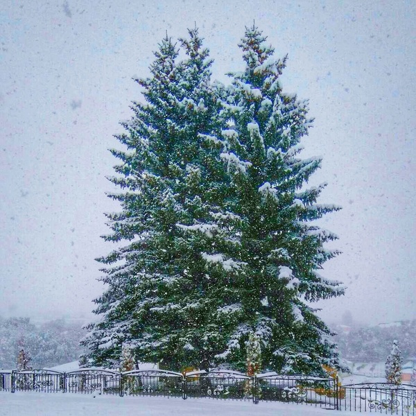 Snow fir... 16 October 2016 - Winter, Snow, Hunzah, Dagestan, Story, Autumn
