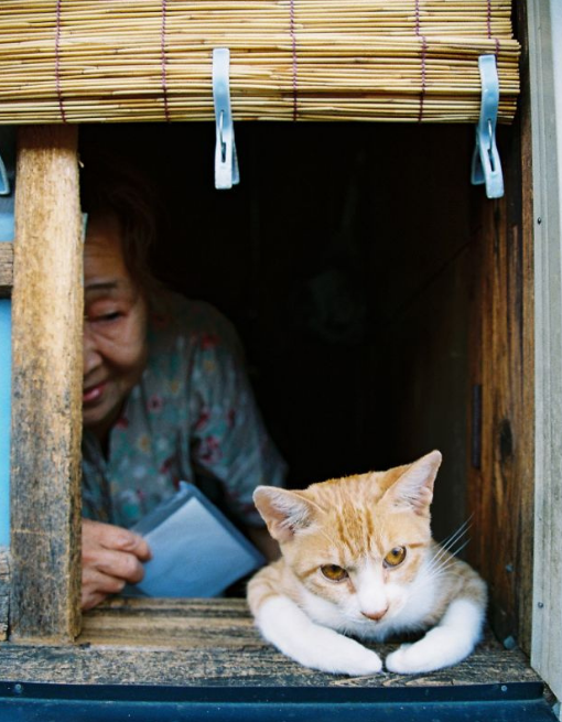 Недоверчивый кот - Кот, Кот на окне