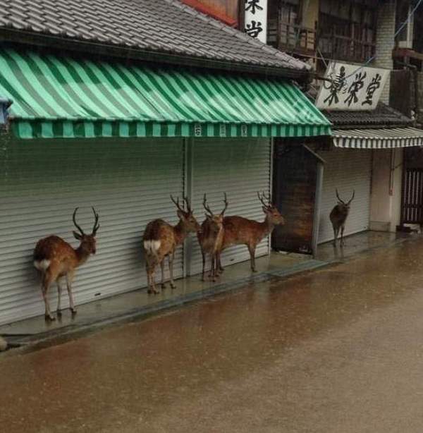 How to weather the rain - Shed, Antelope, Rain, Puddle