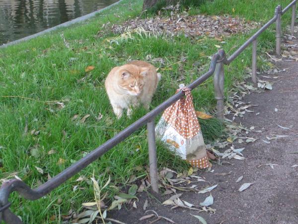 Catch inspector in the Yusupov Garden (St. Petersburg)... - Saint Petersburg, Yusupov Garden, cat, Fishing, A fish, Fisherman, Fishermen