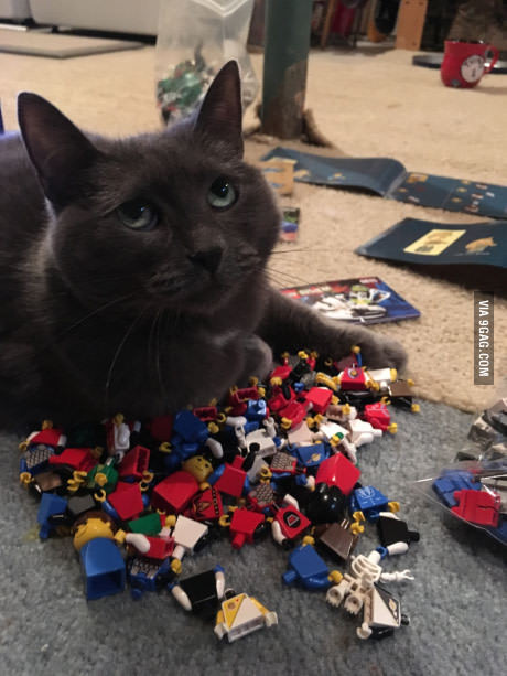 It's impossible to assemble Lego when you have a cat. - cat, Lego