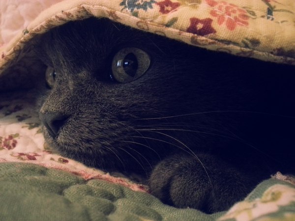Autumn has come, it's warm... - My, cat, Russian blue, , Autumn, I want warmth