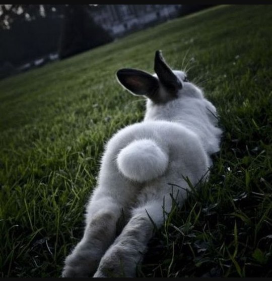 Your loaves, they are rolls ... (or reasoning about how sexy rabbits can be) - Sex, Booty, Longpost