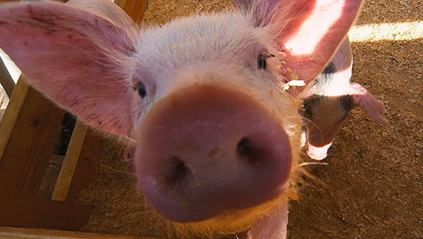 A three-eyed pig with two snouts was born in China - Piglets, Ugliness, Third Eye, 