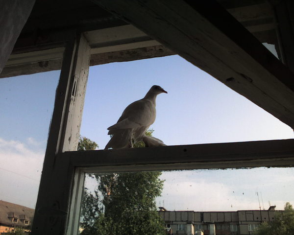 Pigeon - My, Pigeon, Window