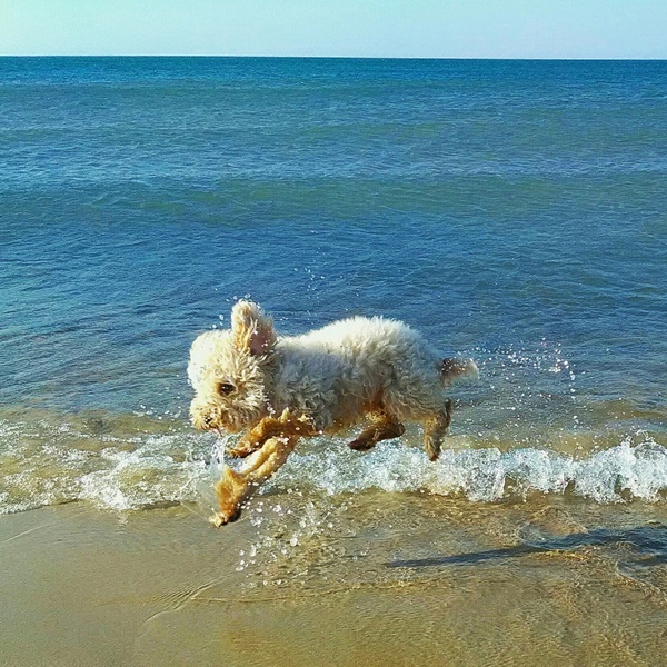 A dog named Sharky (Shark) - My, Dog, Lake, Spray, Poodle