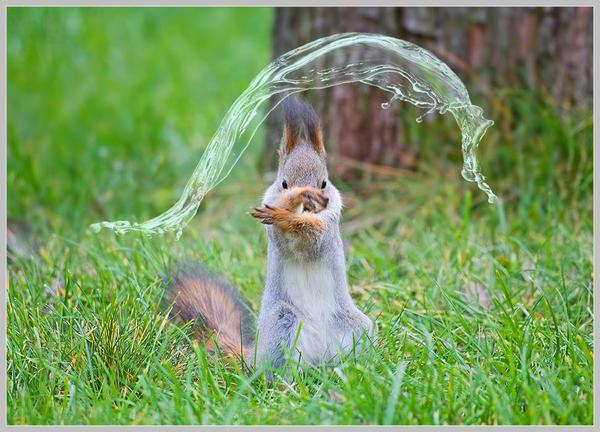 Lord of water - Squirrel, Lord, , Accordion, Water, Repeat