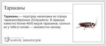 In short wikipedia - Wikipedia, Internet, From the network