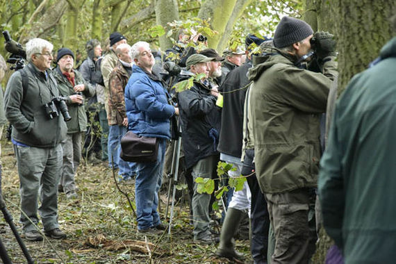 The Siberian Accentor continues to invade the UK - news, Great Britain, Longpost, Photo, Birds, Capture, Interesting