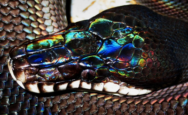 Иризация на белогубом питоне